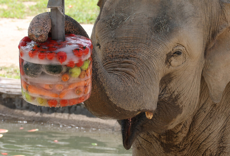 An elephant at Seoul Grand Park in Gwacheon, Gyeonggi Province, enjoys a massive popsicle made with whole frozen fruits on Aug. 3. (Kang Chang-kwang/The Hankyoreh)