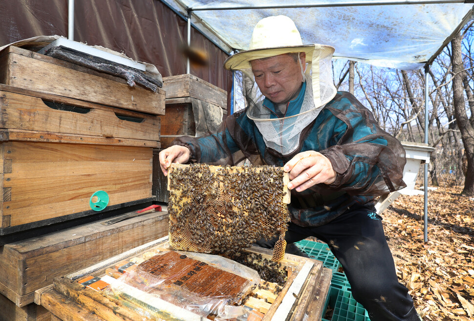 이종현 양봉가가 2024년 3월23일 경기도 김포시 월곶면 용강리 양봉장에서 토종벌로 가득한 벌집을 살펴보고 있다.