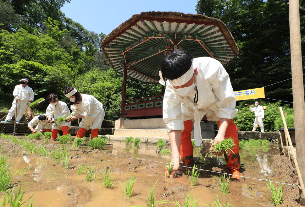 Workers dressed as Joseon farmers transplant rice seedlings into a rice paddy in front of the Cheonguijeong Pavilion at Changdeok Palace in Seoul on Monday. (Kim Hye-yun/The Hankyoreh)