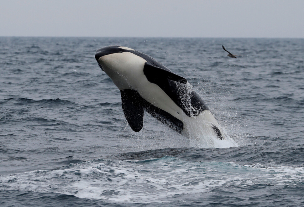 동물 종류만큼 동물들의 할머니 세계도 다양하다. 범고래. REUTERS