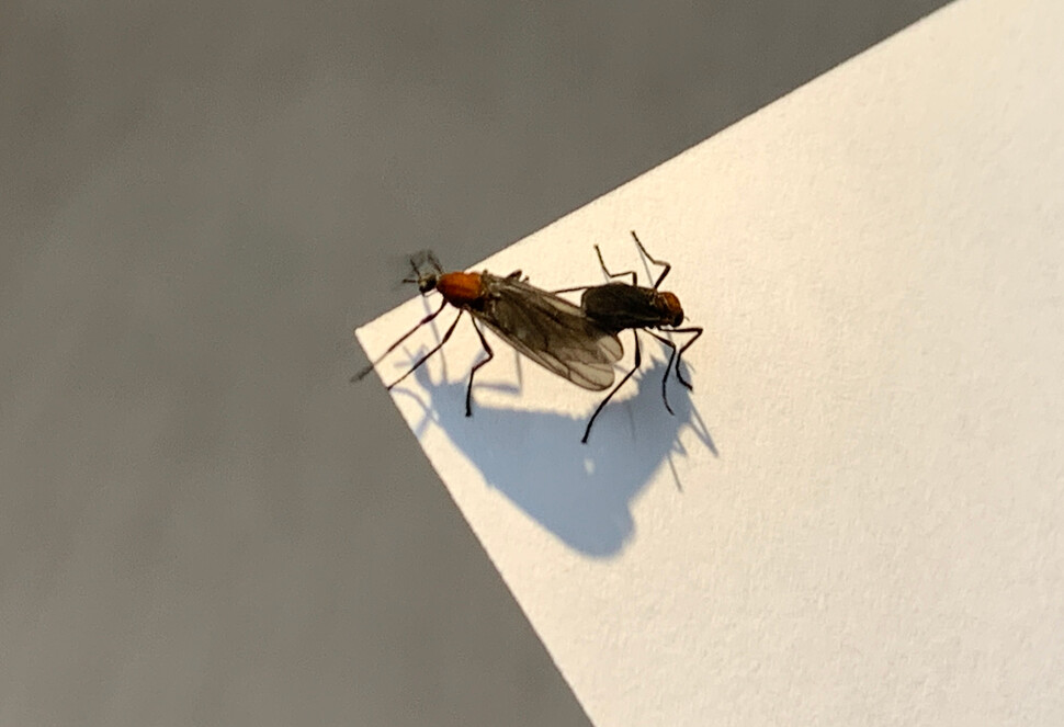 2022년 7월4일 오후 서울 마포구에서 짝짓기가 한창인 ‘사랑벌레’(러브버그)가 포착됐다. 한겨레 이정아 기자