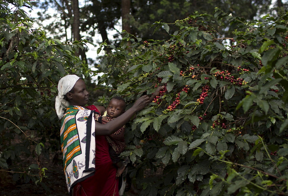 커피의 나라 케냐…한국판 ‘아웃 오브 아프리카’ 가능하다