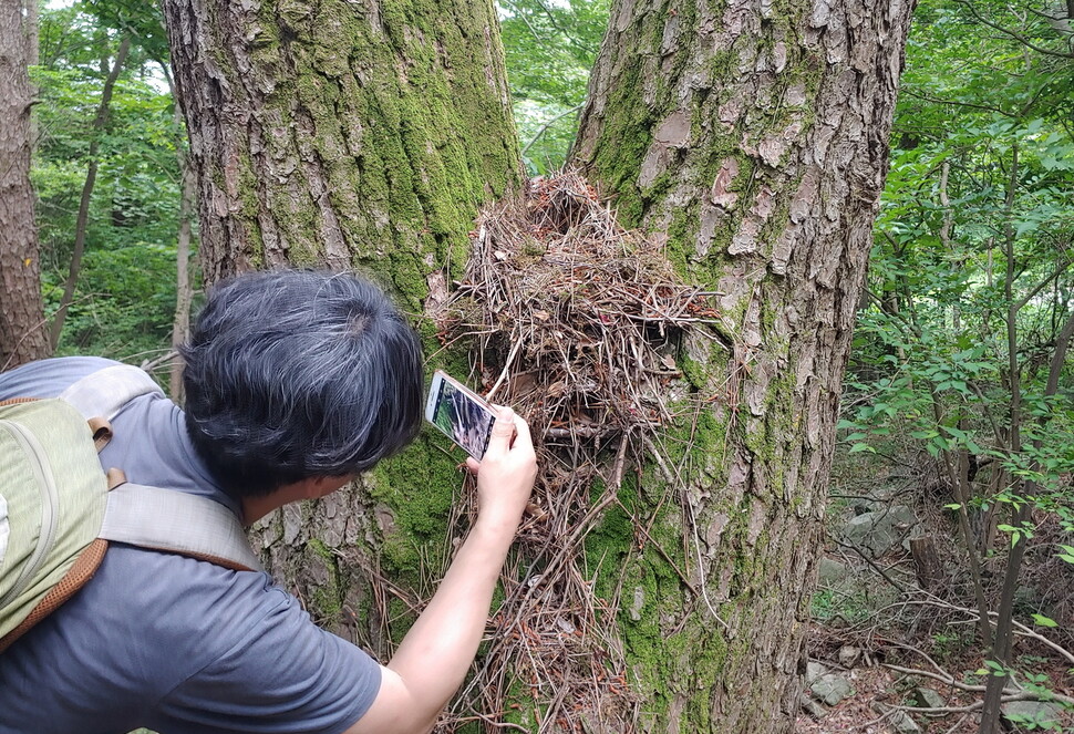 경남 거제 노자산에서 발견한 팔색조 둥지를 ‘노자산을 살리는 시민 탐조의 날’ 행사 참가자가 살펴보고 있다. 최상원 기자