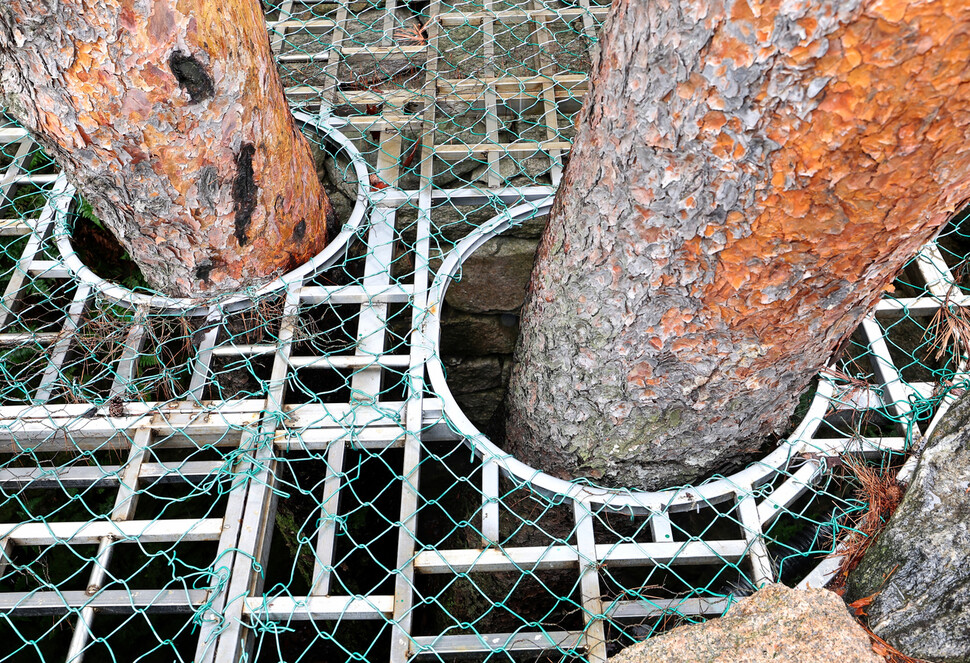 2025년 6월25일 오전 서울 종로구 청와대 본관 앞 소나무. 깊이 5m의 마른 우물이 만들어져 있다. 1989~1991년 청와대 본관 신축 과정에서 계곡부를 성토할 때 주변에 있던 소나무를 살리고 주변에 석축을 쌓았다. 이종근 선임기자