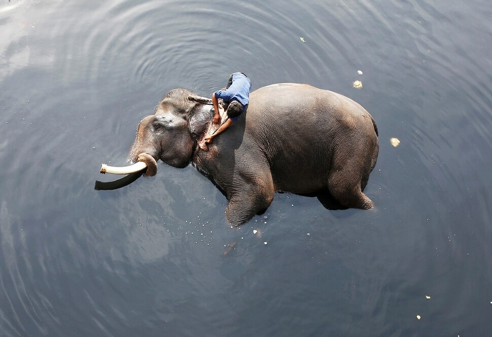 인도의 코끼리 조련사가 2월6일 뉴델리 자무나강의 오염된 물속에서 코끼리를 목욕시키고 있다.