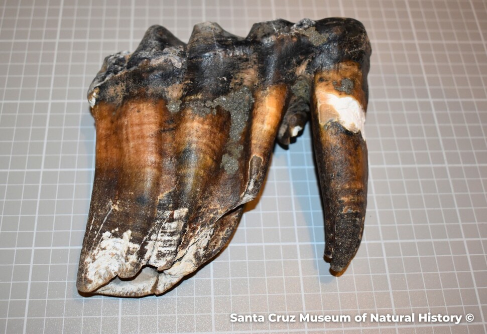 마스토돈은 홍적세 말기까지 북미와 중앙아메리카에 살았다. 퍼시픽 마스토돈이 캘리포니아 해변에서 우연히 발견됐다. 산타크루즈 자연사박물관 제공