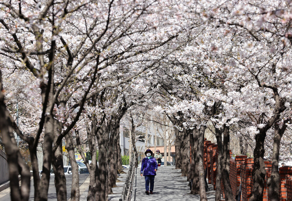지난달 30일 오전 서울 동작구의 한 아파트 단지에 벚꽃이 활짝 피어 있다. 연합뉴스