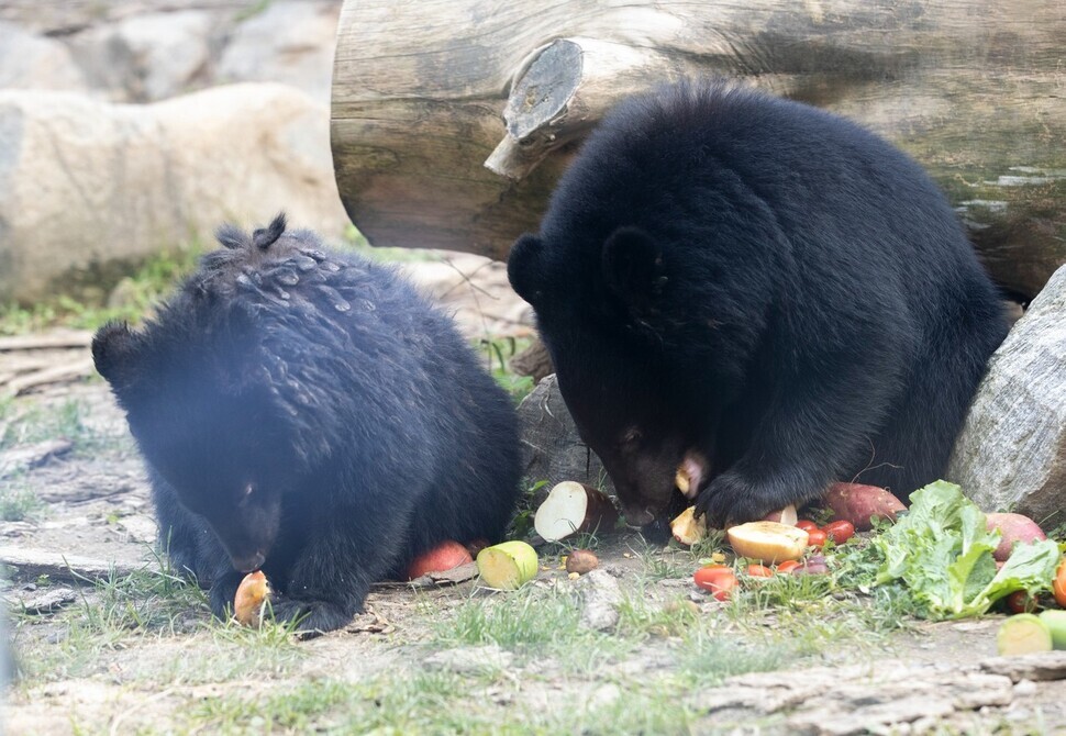 지난해 9월29일 구조돼 청주동물원에서 보호 중인 불법 번식 새끼 반달곰 두 마리가 과일을 먹고 있다. 환경부 제공