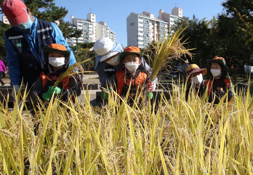 Children learn how to cut rice stalks in Sinteuri Park in Seoul’s Yangcheon District on Oct. 23.