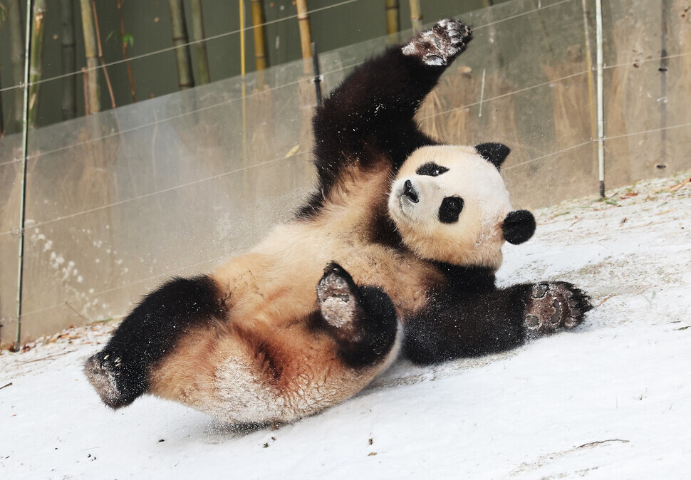Fu Bao rolls around in the snow in her enclosure in Everland Theme Park’s panda enclosure in Yongin, Gyeonggi Province, on Dec. 20. (Yonhap)