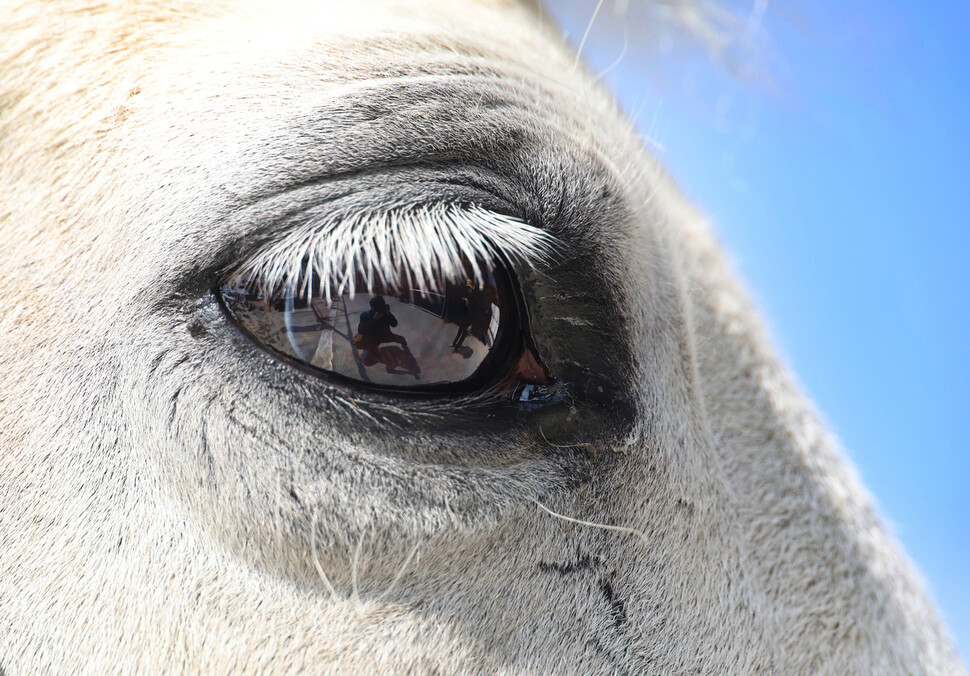백설이의 긴 속눈썹 아래 짙은 눈동자에 사진을 찍는 필자가 비치고 있다.