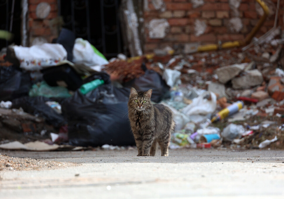 러시아군의 공격으로 폐허가 된 우크라이나 이르핀의 한 아파트 단지에 고양이가 돌아다니고 있다. 이르핀/김혜윤 기자