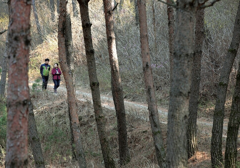 경북 봉화군 춘양면 문수산 자락의 춘양목 군락지로 춘양목의 솔향기를 맡으며 걸어가는 길이다.