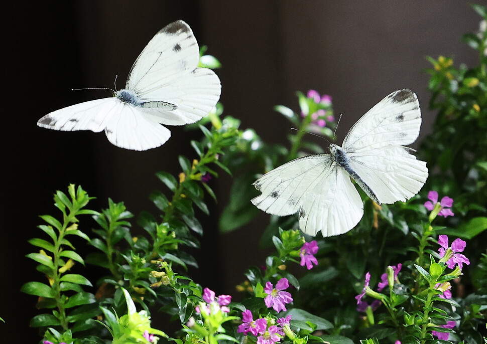 입춘을 하루 앞둔 지난 2월3일 오후 경기도 용인시 에버랜드 나비정원에서 다양한 나비들이 날아다니고 있다. 연합뉴스