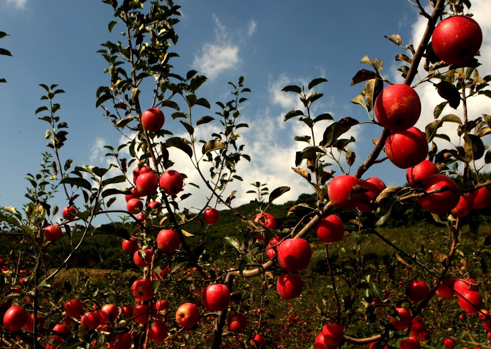 새콤달콤, 풍성한 가을, 뉴턴의 사과, 애플스토어까지 사과나무에 열린 사과를 보며 떠올릴 말은 수없이 많다. 한겨레 박미향 기자