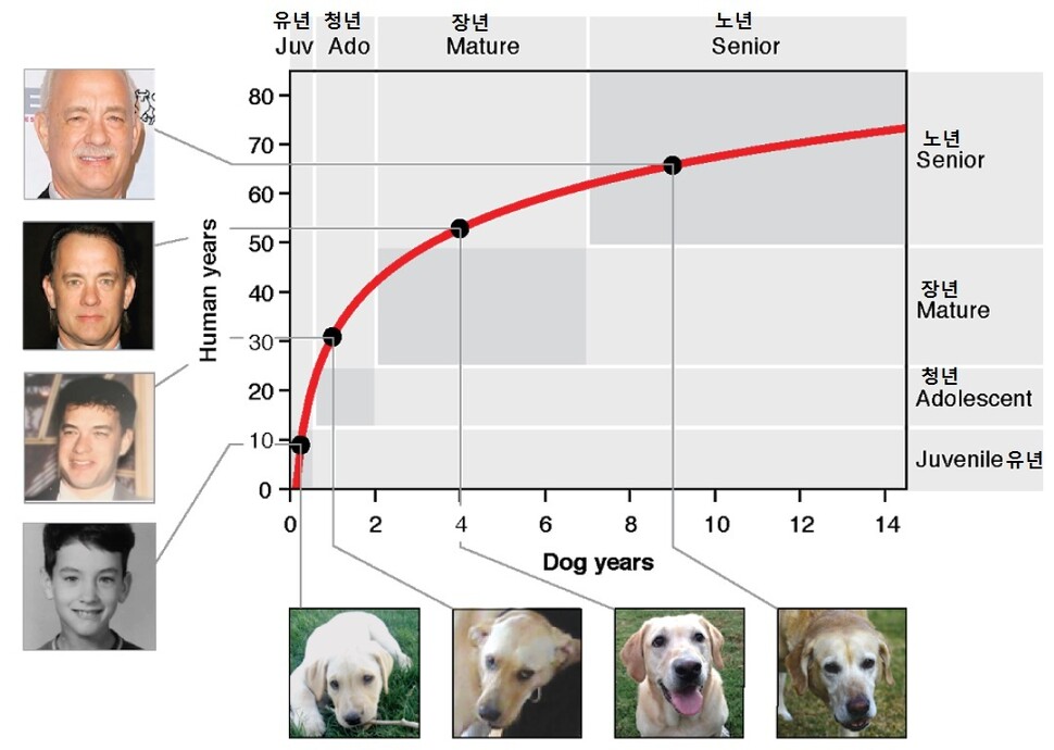 분자 차원의 노화로 환산한 개와 사람의 나이. 첫 두 살까지 개의 성장이 사람보다 매우 빠른 것을 알 수 있다. 티나 왕 외 (2019) ‘바이오리시브’ 제공.
