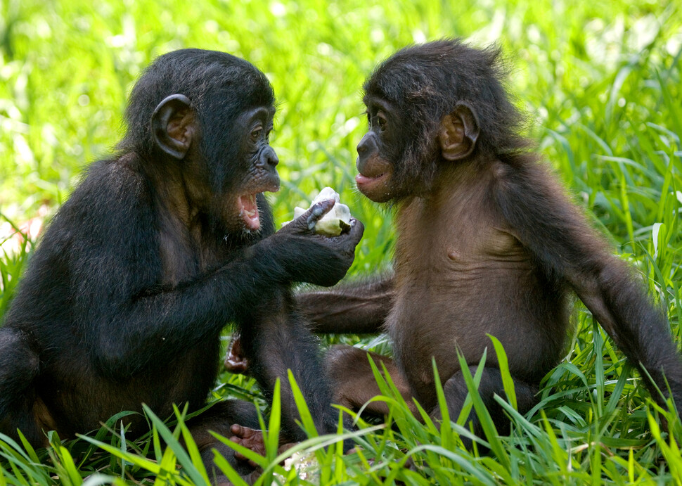 인간은 사전에 배우지 않더라도 침팬지, 보노보 등의 몸짓을 보고 그 뜻을 이해한다는 연구가 나왔다. 게티이미지뱅크