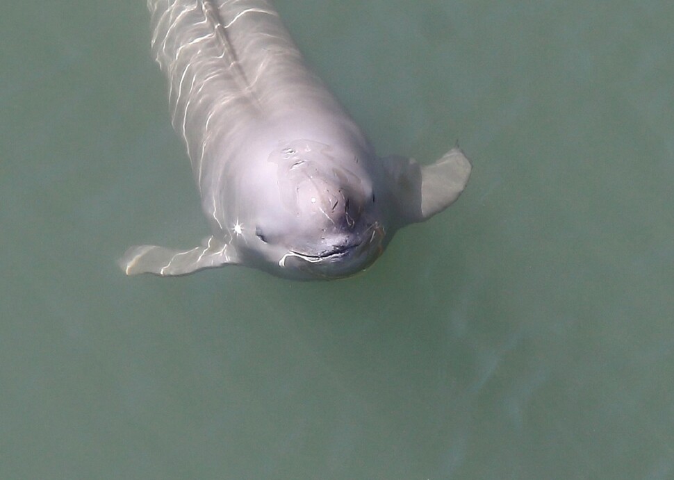 2024년 4월 촬영한 웃는 토종 돌고래(상괭이)의 모습. 장성래씨 제공