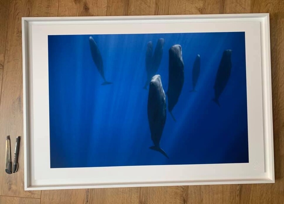 향고래는 선 자세로 무리 지어 물속에서 잔다는 사실이 2000년 발견됐다. 사진은 2017년 지중해에서 잠자는 향고래 무리를 프랑스 사진가 스테파니 그란소토가 촬영한 것이다. 스테파니 그란소토 페이스북 갈무리