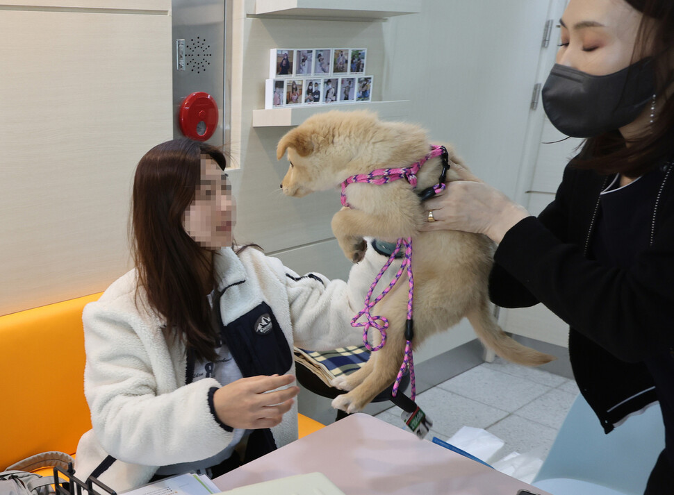 땅콩이가 목줄이 채워진 채 보호센터 직원한테서 임보아씨 품으로 넘겨지고 있다.