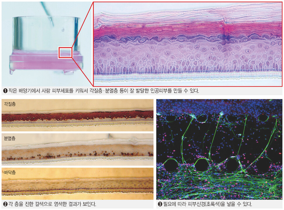 내 세포로 만든 ‘미니 장기’로 피부의 미래를 열다