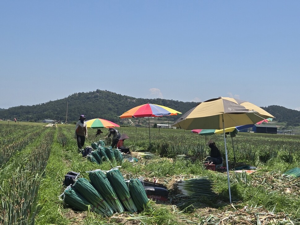 2025년 7월14일 오전 전남 신안군 임자도의 대파밭에서 이주노동자들이 출하를 위해 대파 수확·손질 작업을 하고 있다. 김양진 기자
