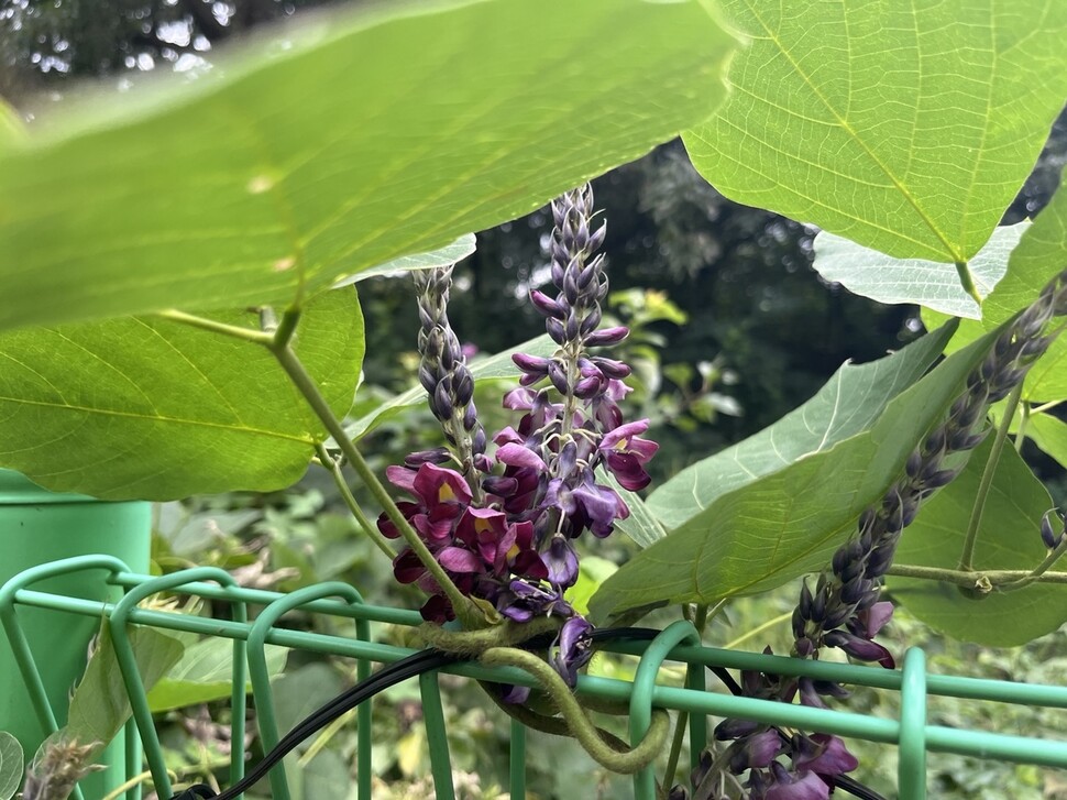 무더위로 밭을 방치했더니, 멋대로 자란 칡 줄기에서 오랜만에 칡꽃을 만났다.