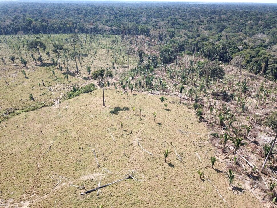 불법 벌목이 벌어진 아마존 카리푸나족 영토(원주민 보호구역). 안드레 카리푸나 제공