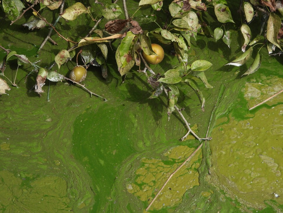 충남 서천군 화양리 연꽃단지에서 8월17일 배나무 가지가 휘어 녹조로 물든 강물에 들락거리고 있다.