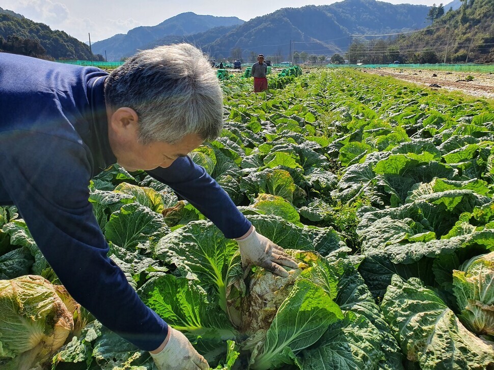 올 가을 중부지역에 무름병이 발생해 배추 생산에 차질을 빚고 있다. 사진은 충북 청주시의 한 농부가 병해가 난 배추를 가리키고 있다. &lt;한겨레&gt; 자료
