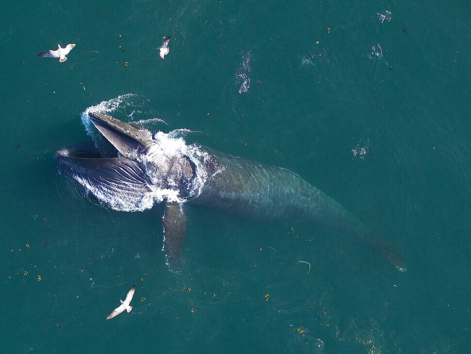 A tagged humpback whale feeds off the coast of California. (provided by John Durban)