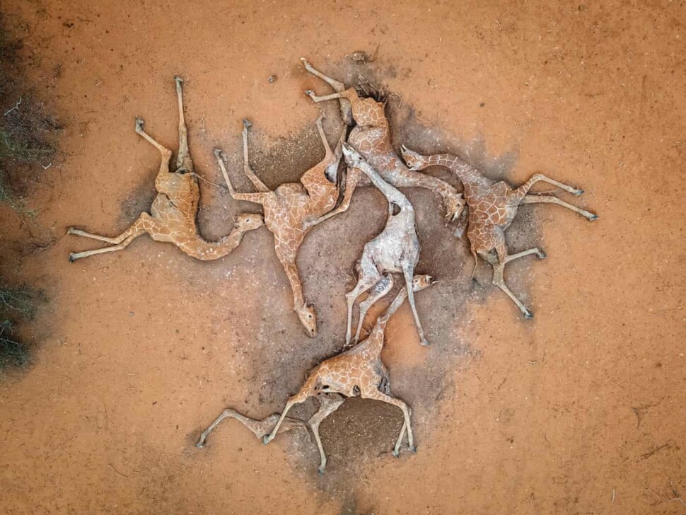 케냐 북동부 마을 저수지에서 가뭄 때문에 숨진 채 발견된 기린들. 사진기자 에드 람이 촬영했다. 게티이미지