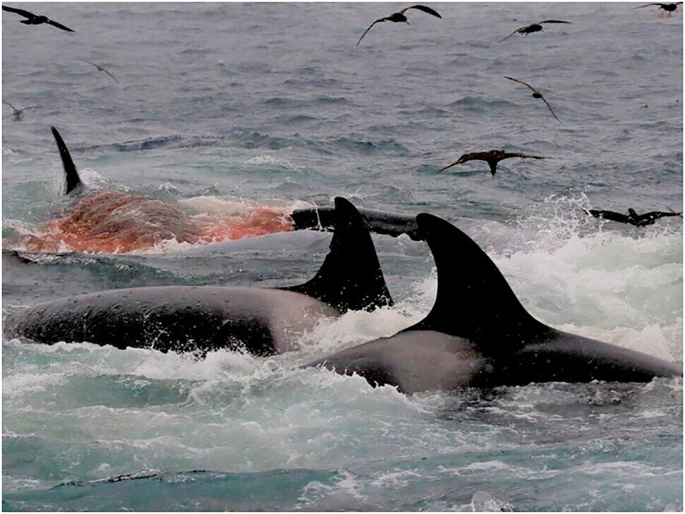 Orca whales are seen here hunting a blue whale. (courtesy of John Totterdell et al.)