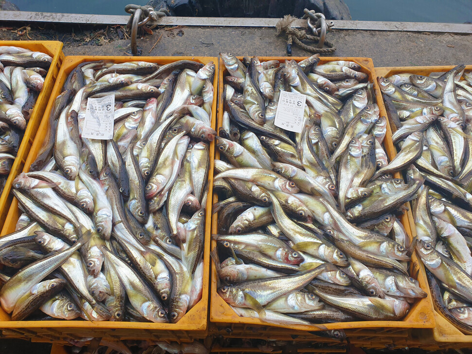 Crates of sailfin sandfish are marked as sold at a seafood market at Mukho Port. (Her Yun-hee/The Hankyoreh)