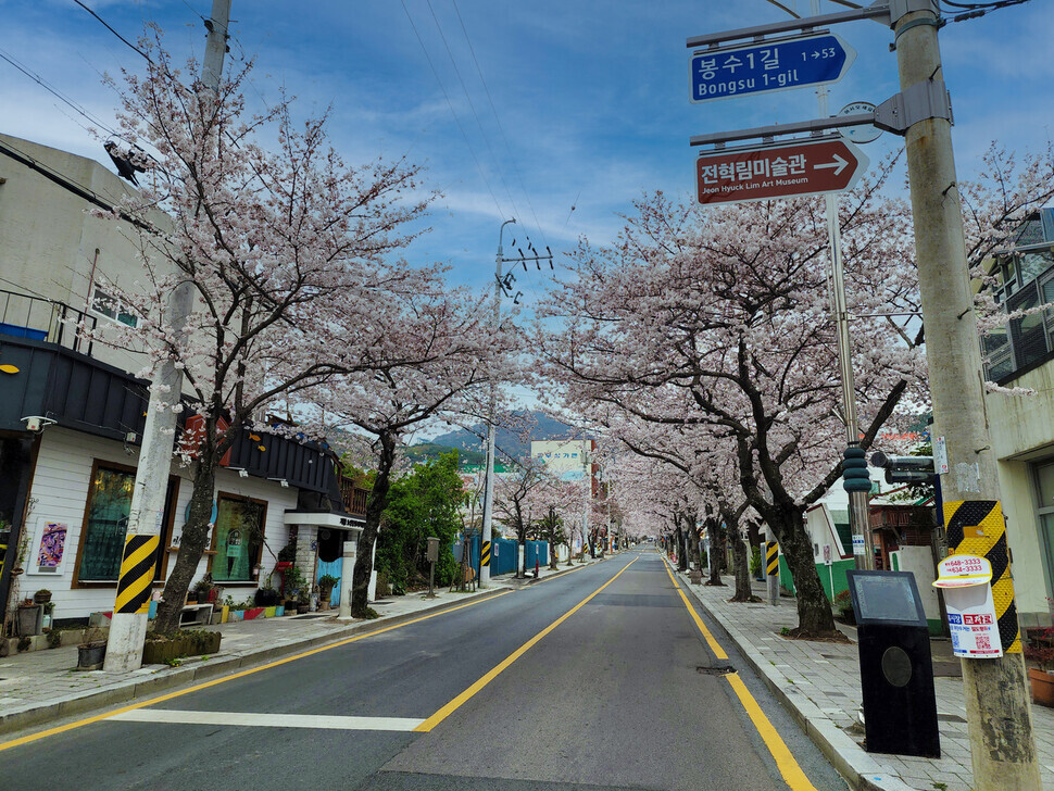Trees dotted with pink cherry blossoms line Bongsu Road in Tongyeong. (Her Yun-hee/The Hankyoreh)