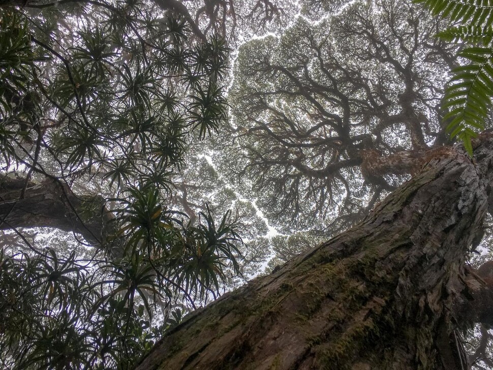 세계에서 가장 오래되고 외진 열대 삼림의 하나인 오스트레일리아 북동부 퀸즐랜드 열대우림. 영국 옥스포드대 제공(촬영 Alexander Schenkin)
