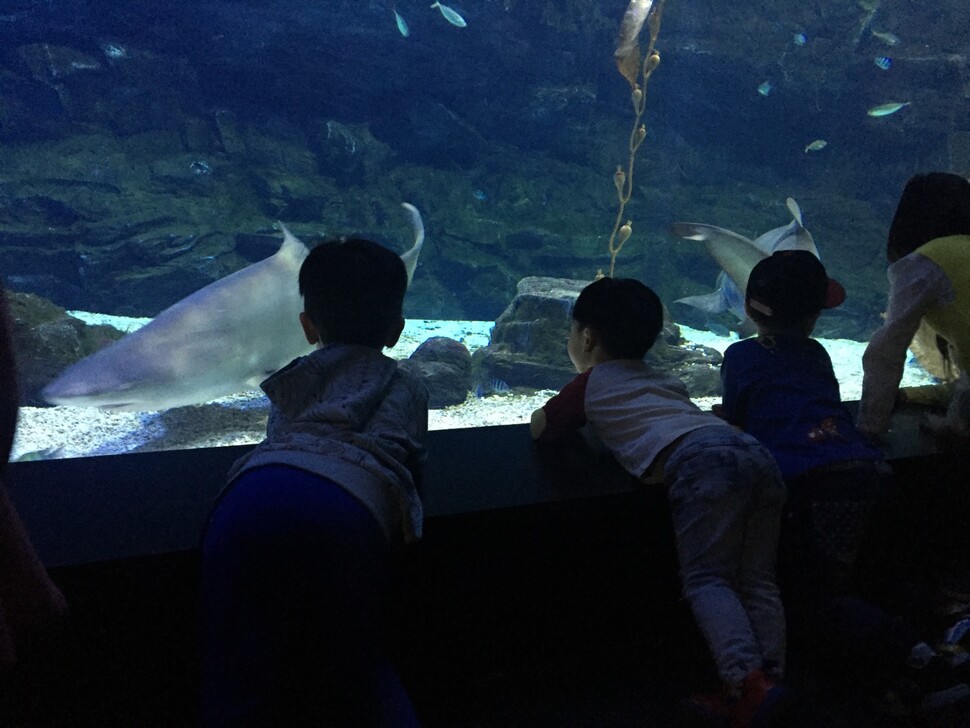 ‘아쿠아플라넷 일산’에서 수족관의 물고기를 보는 아이들. 현시원