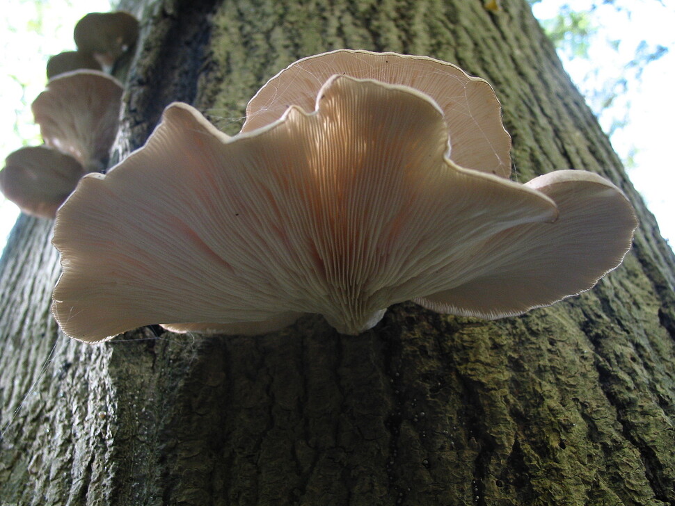 세계적으로 널리 식용하는 느타리는 인기 있는 식용버섯이다. 척박한 죽은 나무에서 살아가기 위해 토양동물인 선충을 포식하는 습성이 진화했다. 위키미디어 코먼스 제공.