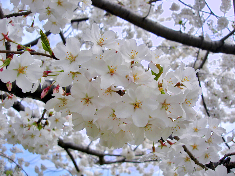 벚꽃은 같은데…벚나무, 왕벚나무, 일본 왕벚나무 뭐가 다를까