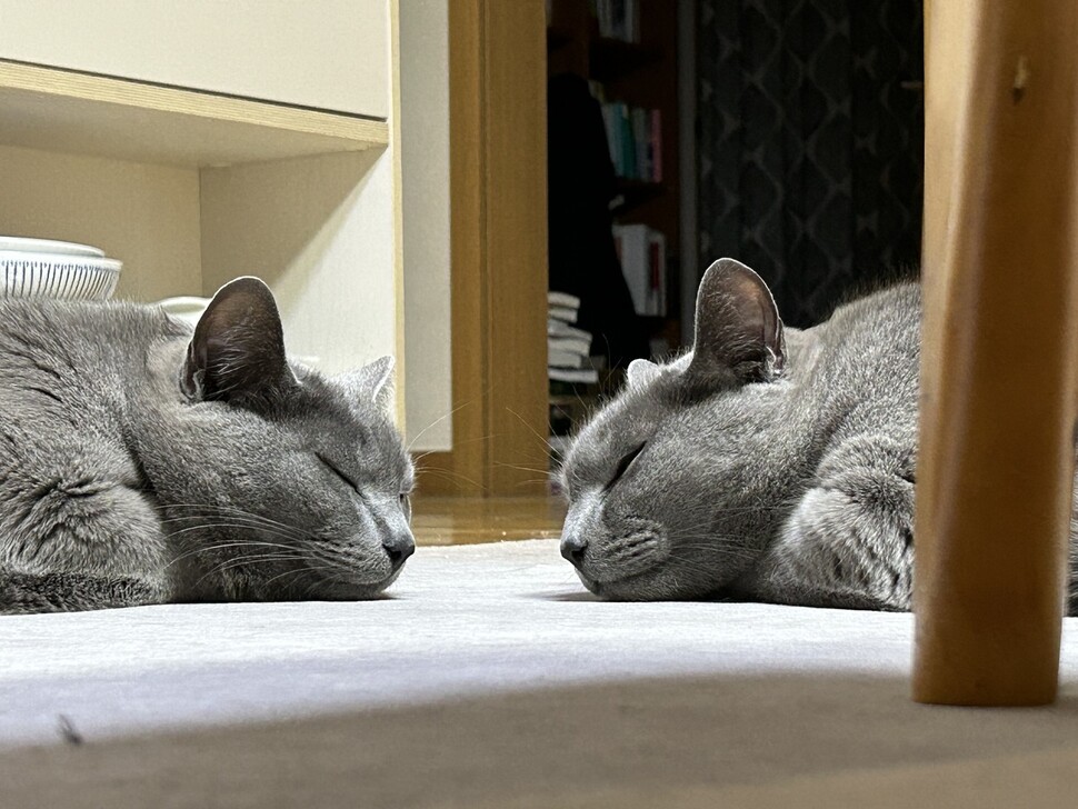 두 마리 고양이에는 n+1 법칙에 의하면 3개의 화장실이 필요하다. 잠들어 있는 뉴(왼쪽)와 이어.