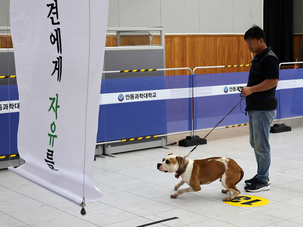 알롱이(아메리칸핏불테리어)가 ‘반려견에게 자유를’이란 글귀가 적힌 펼침막이 천장에서 떨어지며 펼쳐지자 반응하고 있다.