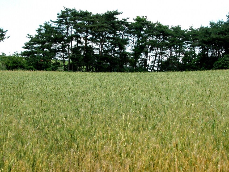 우리밀을 키우는 밭 풍경. 한국우리밀농협