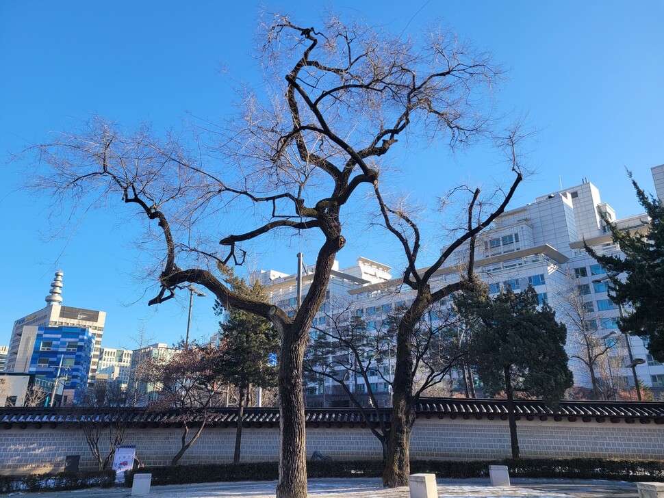 2024년 1월15일 서울 종로구 사직단의 비술나무 두 그루.
