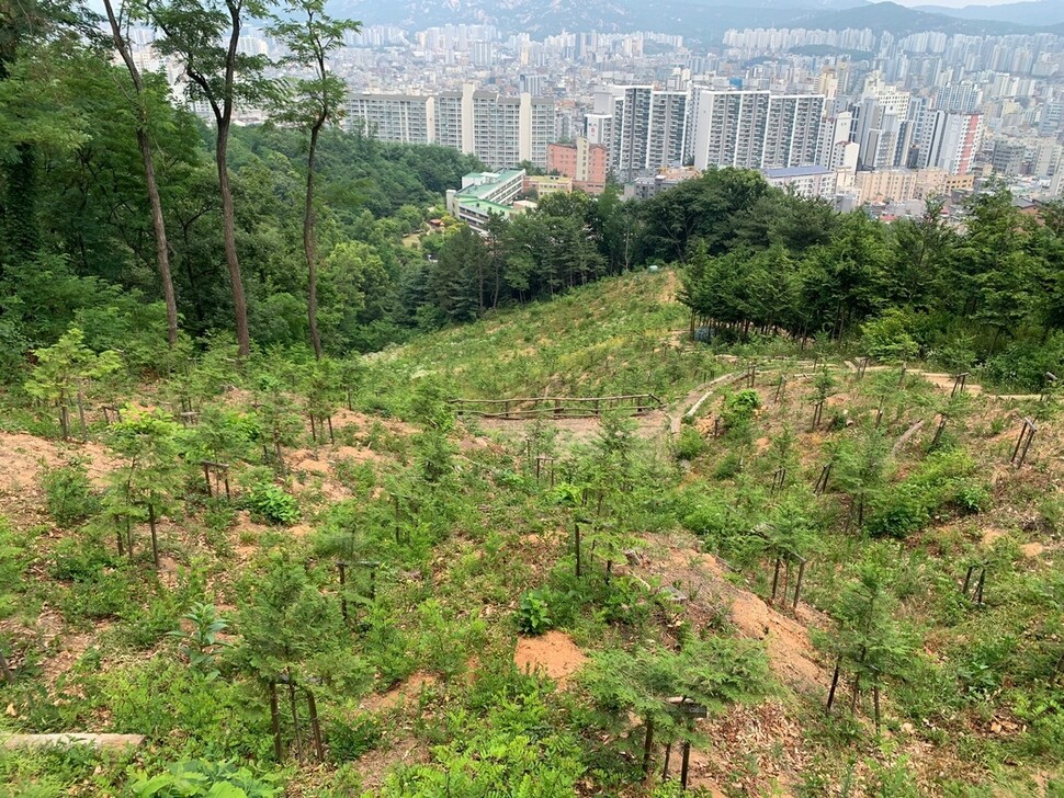 2024년 6월19일 서울 은평구 봉산 ‘편백 인공림’. 2023년 2∼3월 조성됐다. 한창 숲이 우거져야 할 시기지만 폭탄을 맞은 듯한 모습이다. 김양진 기자