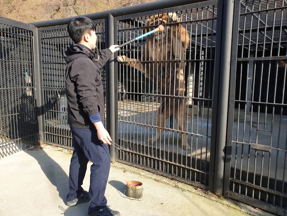 청주동물원 수의사 등이 바람이를 훈련시키고 있다. 청주동물원 제공