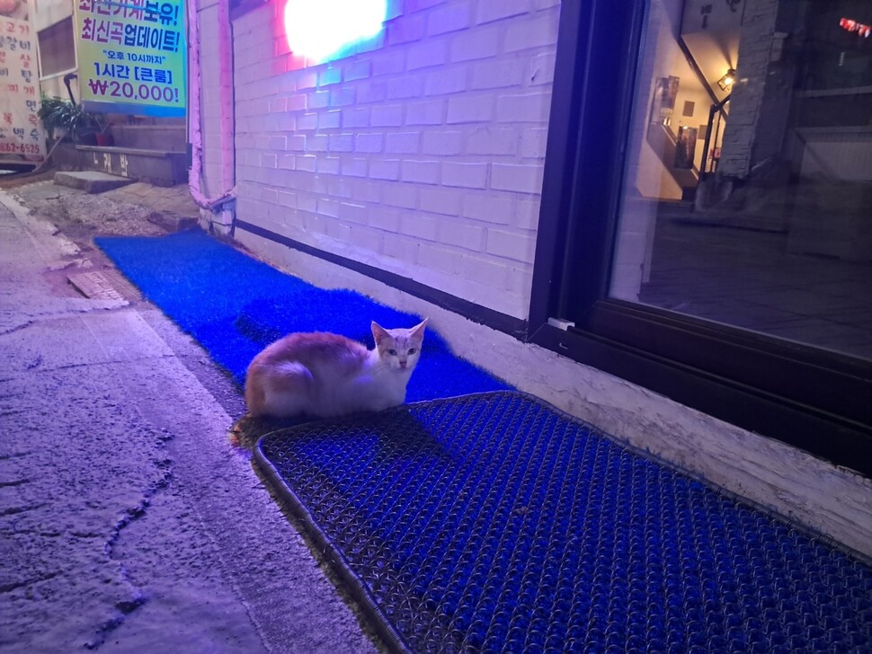 ‘신발달인’의 집 앞에 앉아 있는 길고양이. 김소민 제공