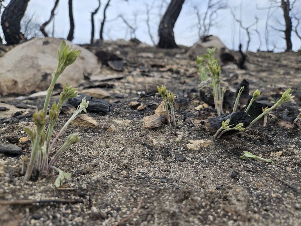 2025년 4월19일 경북 의성군 단촌면 산불 피해 현장. 오랫동안 숲 가꾸기(솎아베기) 사업으로 베어진 싸리나무 뿌리에서 새 가지들이 돋아나고 있다. 김양진 기자