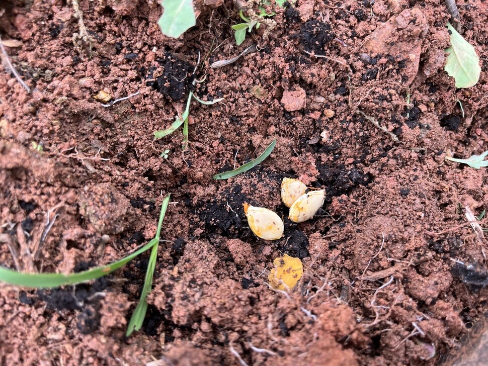 마트에서 산 뉴질랜드 단호박 속을 파내어 얻은 씨앗을 밭에 넉넉하게 넣었다.