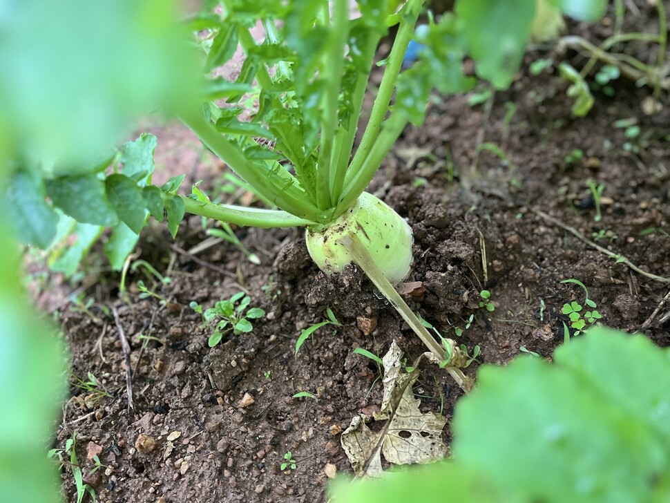 올해 처음 모종을 낸 무가 텃밭에서 싱그럽게 자라고 있다.