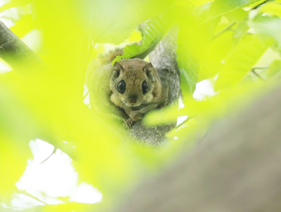 A flying squirrel stares into the camera. The squirrel was found Tuesday in a mountain in Hamyang County in South Gyeongsang Province. Flying squirrels are designated as Natural Monument No. 328 in South Korea. (provided by Hamyang County)